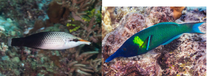 <p>Gomphosus varius</p>