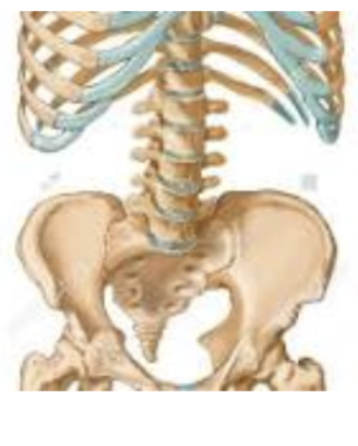 <p>Supine including the xiphoid to the symphysis pubis </p>