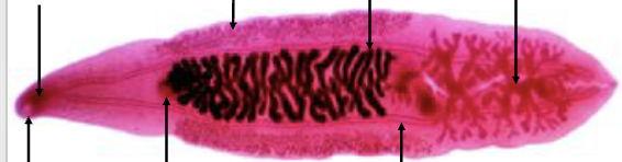 <p>which <strong>genus</strong> is characterized as the liver fluke</p>