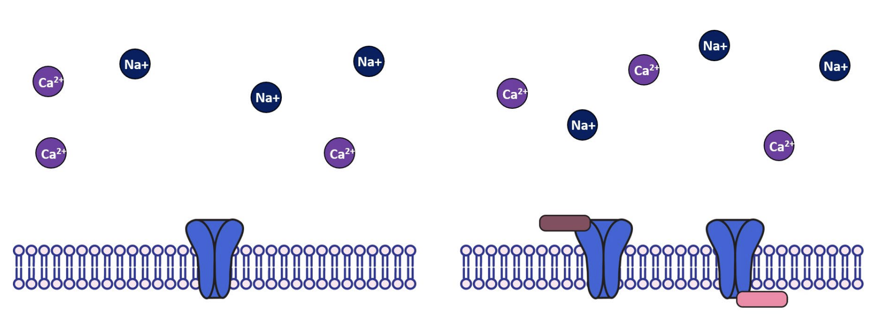 <ol><li><p>As <mark data-color="purple" style="background-color: purple; color: inherit;">mechanoreceptors</mark> transduce touch, <strong>physical distortion</strong> of the sensory cell membranes stretch the membrane.</p></li><li><p><mark data-color="green" style="background-color: green; color: inherit;">Mechanically gated-ion channels of Na+ &amp; Ca2+</mark> open, allowing them to travel down the concentration gradient into the cell</p></li><li><p>Results in cell <mark data-color="purple" style="background-color: purple; color: inherit;">depolarisation</mark></p></li><li><p><strong><u><mark data-color="green" style="background-color: green; color: inherit;">Second messenger</mark></u></strong> cascades occur</p></li><li><p>If <strong>graded receptor potential</strong> is strong enough, <strong>action potential</strong> is sent</p></li></ol><p></p>