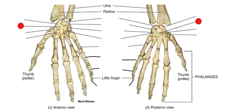 <p>Identify the structure pinned</p>
