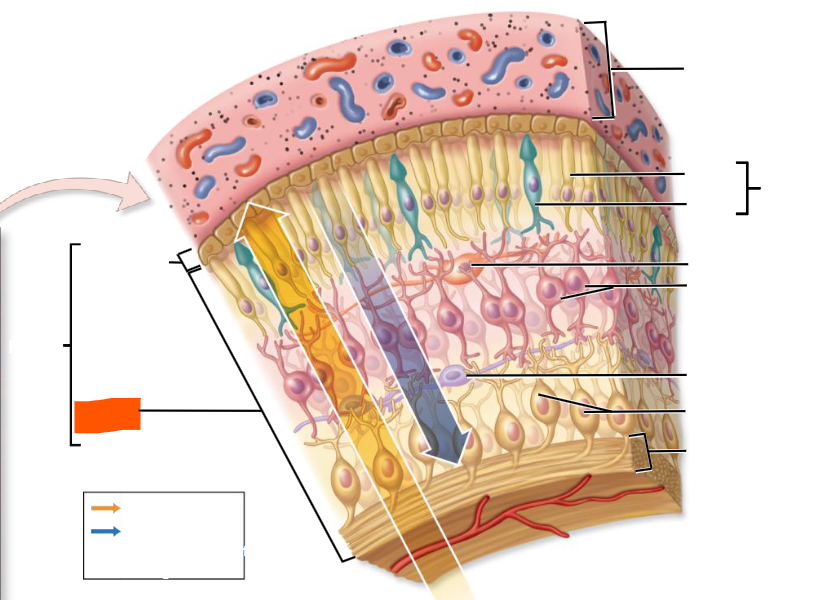 knowt flashcard image