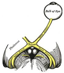 <ul><li><p>Witte stof, visuele baan</p></li><li><p>Geleidt visuele informatie na chiasma</p></li></ul><p></p>
