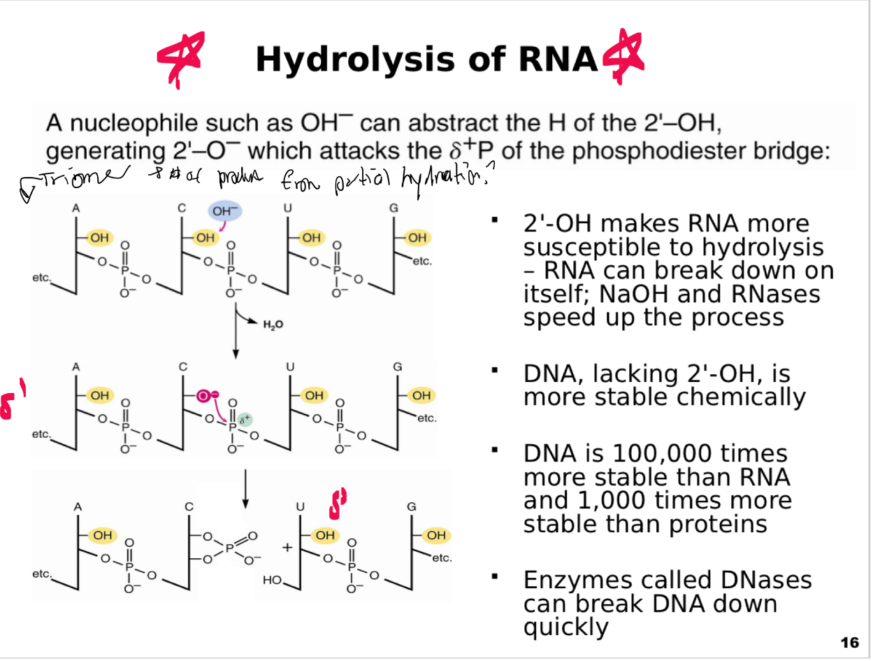 <p><span>This slide explains why RNA is chemically less stable than DNA and how it undergoes hydrolysis.</span></p><p><span><strong>Key Concepts</strong></span></p><p><span><strong>Chemical Susceptibility:</strong></span></p><p><span>RNA contains a <strong>2’-OH group</strong> on the ribose sugar, absent in DNA.</span></p><p><span>Under alkaline conditions (basic) or in the presence of RNases, the 2’-OH can be deprotonated, forming a reactive nucleophile.</span></p><p><span><strong>Mechanism of Hydrolysis:</strong></span></p><p><span><strong>Base attack:</strong> OH⁻ abstracts the hydrogen from the 2’-OH.</span></p><p><span>The resulting 2’-O⁻ attacks the phosphate backbone, breaking the <strong>phosphodiester bond</strong>.</span></p><p><span>This results in cleavage of the RNA strand into fragments.</span></p><p><span><strong>DNA Stability:</strong></span></p><p><span>DNA lacks the 2’-OH group, making it <strong>much more chemically stable</strong>.</span></p><p><span>DNA is estimated to be <strong>100,000 times more stable than RNA</strong> and about <strong>1,000 times more stable than proteins</strong>.</span></p><p><span><strong>Enzymatic Degradation:</strong></span></p><p><span>RNA can self-cleave or be degraded by RNases.</span></p><p><span>DNA is resistant to self-cleavage but can be degraded rapidly by enzymes called DNases.</span></p><p><span><strong>Visuals</strong></span></p><p><span>Shows stepwise mechanism: deprotonation of 2’-OH, nucleophilic attack on the phosphate, and cleavage producing fragmented RNA.</span></p><p><span><strong>Key Takeaway:</strong></span></p><p><span>RNA’s chemical lability is due to its <strong>2’-OH group</strong>, making it less suitable for long-term information storage compared to DNA.</span></p>