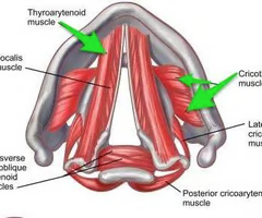 <p><span>composed of thyrovocalis and thyromuscularis</span><br><br><span>acts as a regulator of longitudinal tension</span></p>