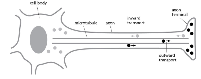 <p><span><strong>Microtubules are important for transporting cargo in nerve cell axons, as diagrammed in Figure 17-3. Notice that the two types of cargo are traveling in opposite directions. Which of the following statements is likely to be FALSE?</strong></span></p><p><br></p>
