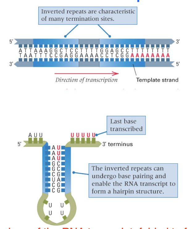 <p><strong>a hairpin and U-rich region</strong></p><p>some terminators also require a terminator protein</p>