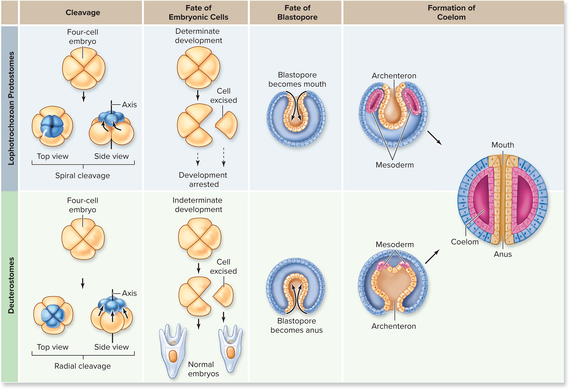 <p><strong>Deuterostomes </strong>show <u>radial cleavage</u> (vs. spiral), <u>indeterminate development</u>, and the <u>blastopore becomes the anus</u> (vs. mouth in protostomes).</p>