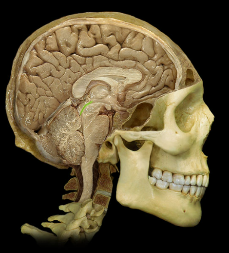<p><span>Cerebral aqueduct</span></p>