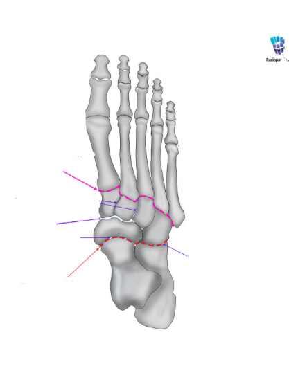 <p>Where is the <span><span>Talonavicular</span></span></p>