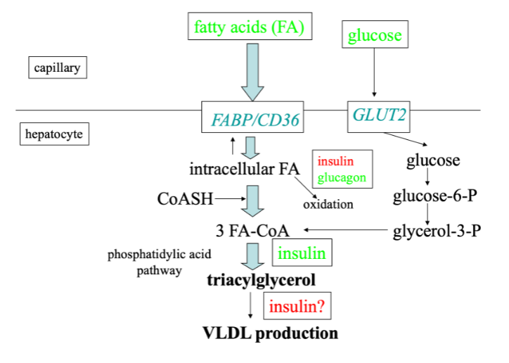 <ul><li><p>Same transport proteins and conversion steps</p></li><li><p>Lipids can be stored in the liver</p></li><li><p>Liver can only make VLDL from TAG</p></li><li><p>No LPL but hepatic lipase</p></li><li><p>No GLUT4, but GLUT2</p></li></ul><p></p>