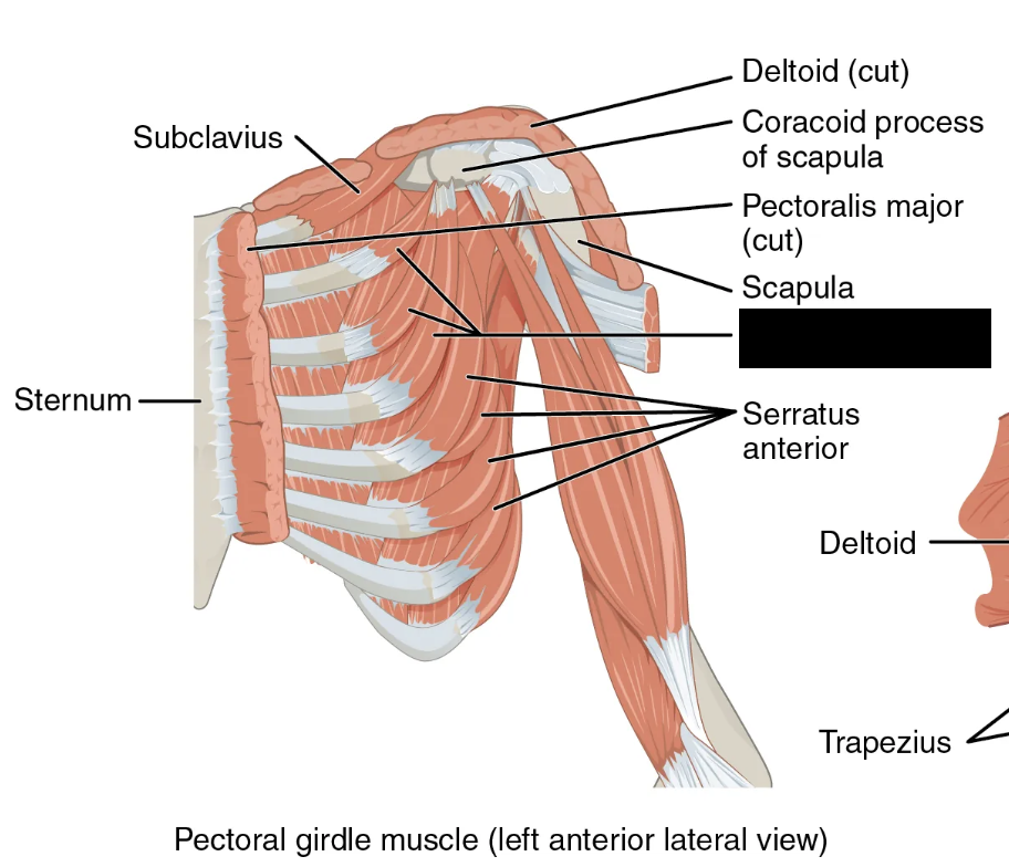<p>What muscle is this and what is its origin, insertion, and action?</p>