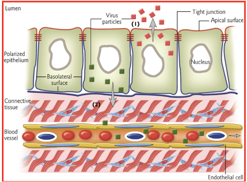 <p><span style="background-color: transparent;"><strong>Restriction by portal of entry because of inability to shed&nbsp;through the basolateral surface of the epithelial cells</strong></span></p>