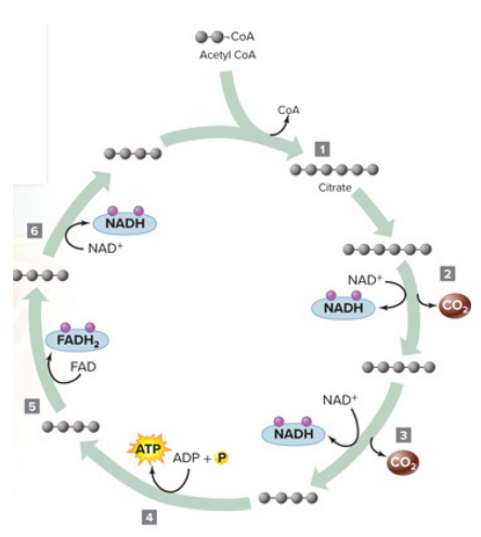 <p>Krebs cycle (Citric Acid Cycle)</p>
