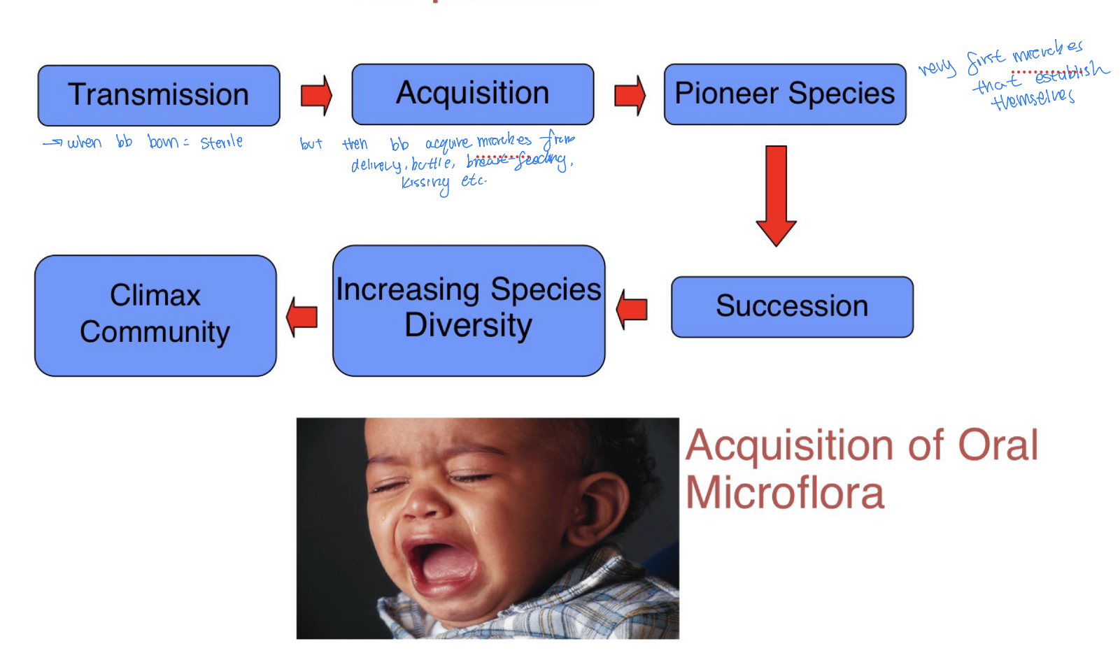 <p>6 Stages</p><ol><li><p>Transmission → saliva from mother, food, milk, water</p></li><li><p>Acquisition → microbes enter mouth and colonize surfaces (epithelial & hard surfaces) </p></li><li><p>Pioneer species → first organisms to colonize usually (Streptococci, staphylococci, neisseria, veilonella)</p></li></ol><ul><li><p>Grow until they meet environmental resistance</p><ul><li><p>Physical forces (epithelial shedding, shear forces)</p></li><li><p>Chemical factors (saliva, Eh <redox>, pH, nutritional requirements</p></li></ul></li></ul><ol start="4"><li><p>Succession → Metabolic activity of pioneer community modifies environment, makes it suitable for new bacterial populations to colonize </p></li></ol><ul><li><p>Allogenic factors:</p><ul><li><p>Physical environement</p><ul><li><p>Eruption of teeth</p></li><li><p>Acrylic obturators for cleft palate (used in pts to mimic palate, provides hard surface for bacteria) </p></li></ul></li></ul></li><li><p>Autogenic factors </p><ul><li><p>Toxic end products</p></li><li><p>Cryptotypes (receotors)</p><ul><li><p>Receptors/binding sites where pioneer species bacteria attaches and modifies it so other bacteria can stick on it too</p></li></ul></li><li><p>Metabolism/Eh</p><ul><li><p>Ex. pioneer bacteria consume o2, Eh decreases, environment becomes more anaerobic and anaerobic bacteria can grow there </p></li></ul></li></ul></li></ul><ol start="5"><li><p>Increasing species diveristy</p></li><li><p>Climax community</p></li></ol><ul><li><p>Not static (highly dynamic) </p></li><li><p>Stable due to complexity </p></li></ul><p></p>
