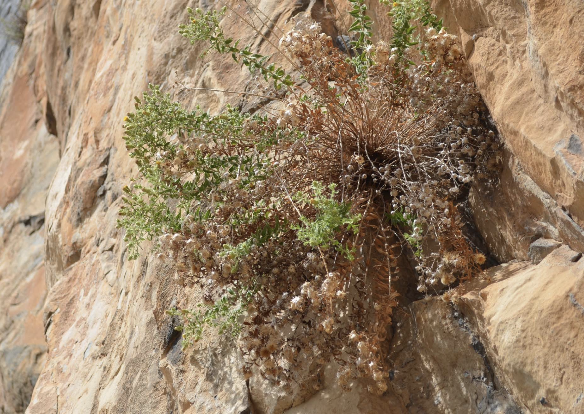 <p>Pendientes rocosas calcícolas con vegetación casmofítica (8210)</p>
