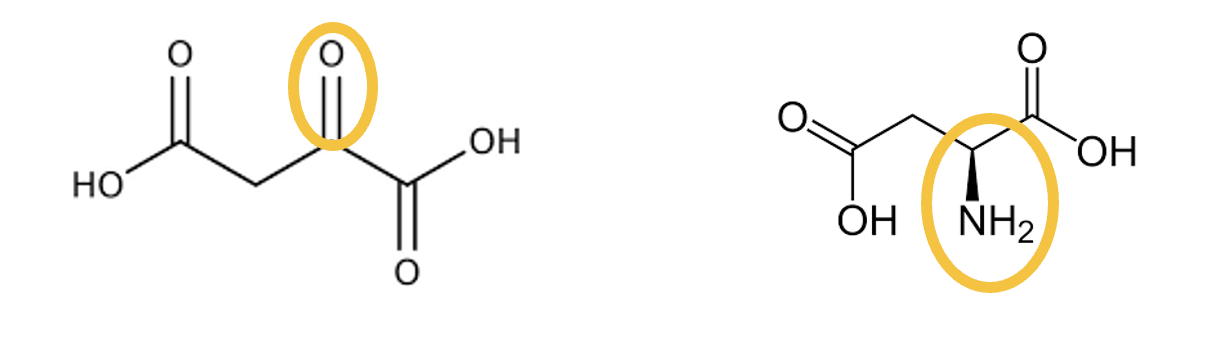 <p>Aspartate </p>