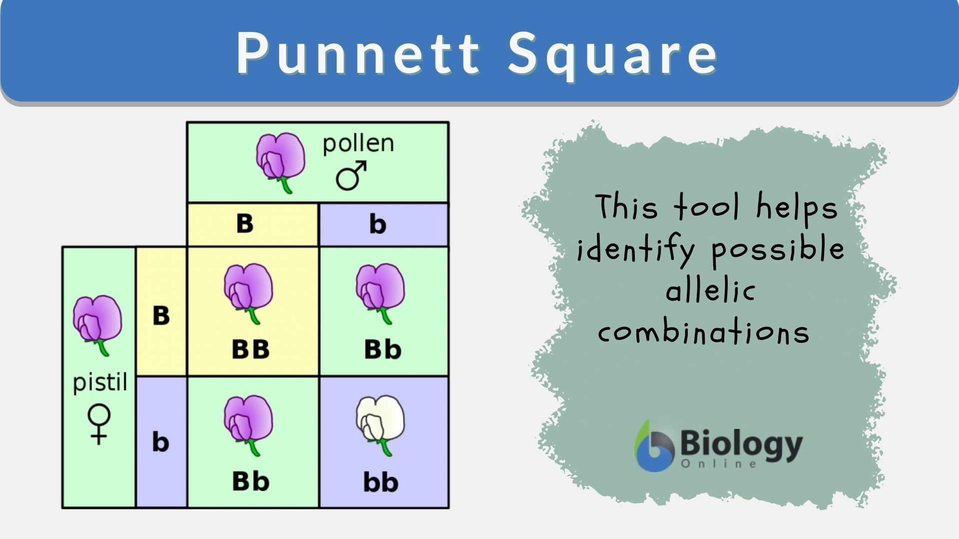 <ul><li><p>a table used to solve genetic problems</p></li></ul><p></p>