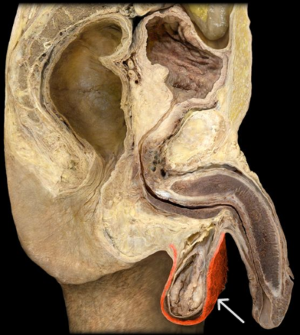 <p>identify the structure highlighted?</p>