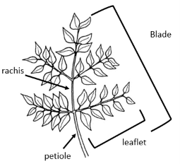 <p>two leaflets coming out of each location (pinnately x2)</p>