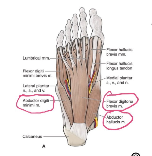 <p>ORIGIN: calcaneal tuberosity </p><p>INSERTION: medial side of base of proximal phalanx digit 1 </p><p>FUNCTION: abducts and flexes great toe</p><p>INNERVATION: medial plantar nerve </p>