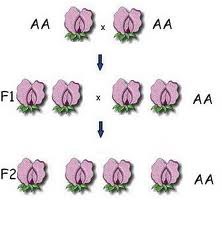 <p>offspring that are the result of mating between genetically similar kinds of parents; opposite of hybrid; same as true breeding</p>
