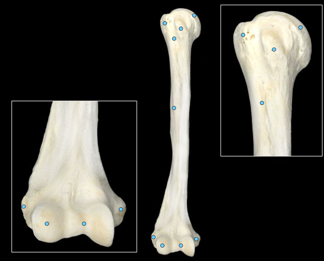 <p>upper arm</p>