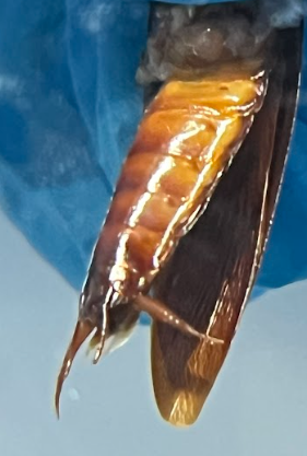 <p>ID pleurite</p><p>cerci</p><p>anal plate</p><p>anal stylets</p>