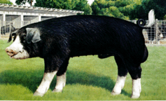 <p>Poland China Swine Breed</p>