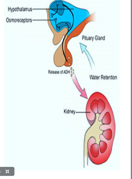 <ul><li><p>released by posterior pituitary when receptor cells in the hypothalamus detect increase in sodium concentration in the blood or when the body is dehydrated</p></li></ul><p></p><ul><li><p><strong>target</strong>: distal tubule and collecting duct in nephrons</p></li><li><p><strong>result</strong>: more permeable to water, so water can get reabsorbed via osmosis</p><ul><li><p>also results in blood vessel constriction</p></li></ul></li></ul><p></p><ul><li><p>ADH production inhibited by caffeine and ethanol</p></li><li><p>ADH production increased by nicotine, stress and any event leading to a severe drop in blood pressure</p></li></ul><p></p>