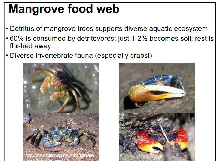 <p><span style="color: rgb(0, 0, 0);">-detritus of mangrove trees supports diverse aquatic ecosystem</span><span style="color: rgb(0, 0, 0);"><br></span><span style="color: rgb(0, 0, 0);">-60% is consumed by detritovores; just 1-2% becomes soil; rest is</span><span style="color: rgb(0, 0, 0);"><br></span><span style="color: rgb(0, 0, 0);">flushed away</span><span style="color: rgb(0, 0, 0);"><br></span><span style="color: rgb(0, 0, 0);">-diverse invertebrate fauna (especially crabs!)</span></p>