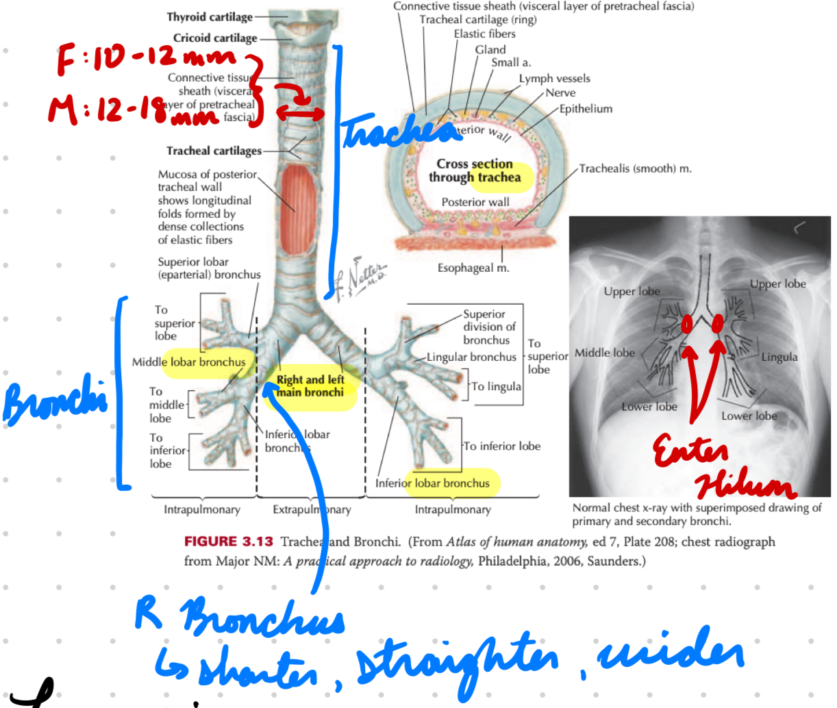 <p>Trachea divide at carina into right and left main bronchi</p><ul><li><p>Enter hilum</p></li></ul><p>Right bronchus shorter, wider, more vertical</p><ul><li><p>Easy aspiration</p></li></ul><p></p>
