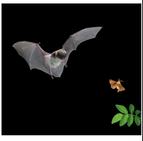 <p><span style="color: rgb(251, 243, 243);">Predator-prey Co-evolution: Bats and moths </span></p><p><span style="color: rgb(251, 243, 243);">Bat Adaptations:</span></p><ul><li><p><span style="color: rgb(251, 243, 243);">Echolocation to detect prey at night</span></p></li><li><p><span style="color: rgb(251, 243, 243);">Highly maneuverable flight</span></p></li></ul><p></p><p><span style="color: rgb(251, 243, 243);">Moth Counter-adaptations</span></p><ul><li><p><span style="color: rgb(251, 243, 243);">Ultrasonic ears tuned to bat calls</span></p></li><li><p><span style="color: rgb(251, 243, 243);">Escape dives and erratic flight when bat calls detected</span></p></li><li><p><span style="color: rgb(251, 243, 243);">Ultrasonic clicks that jam echolocation<br></span></p></li></ul><p>Arms Race:</p><ul><li><p>Bats evolve more precise ECHOLOCATION</p></li><li><p>Moths evolve better DETECTION and INTERFERENCE mechanisms</p></li></ul><p></p>