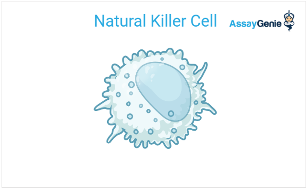 <ul><li><p>Innate Viral Fighters</p></li><li><p>large granular lymphocytes</p></li><li><p>full nucleus</p></li><li><p>secrete cytokines</p></li><li><p>help prevent viral replication + activate t-cell mediated immunity</p></li><li><p>Kills infected host cells by apoptosis ( tells them they must die)</p></li></ul><p></p>
