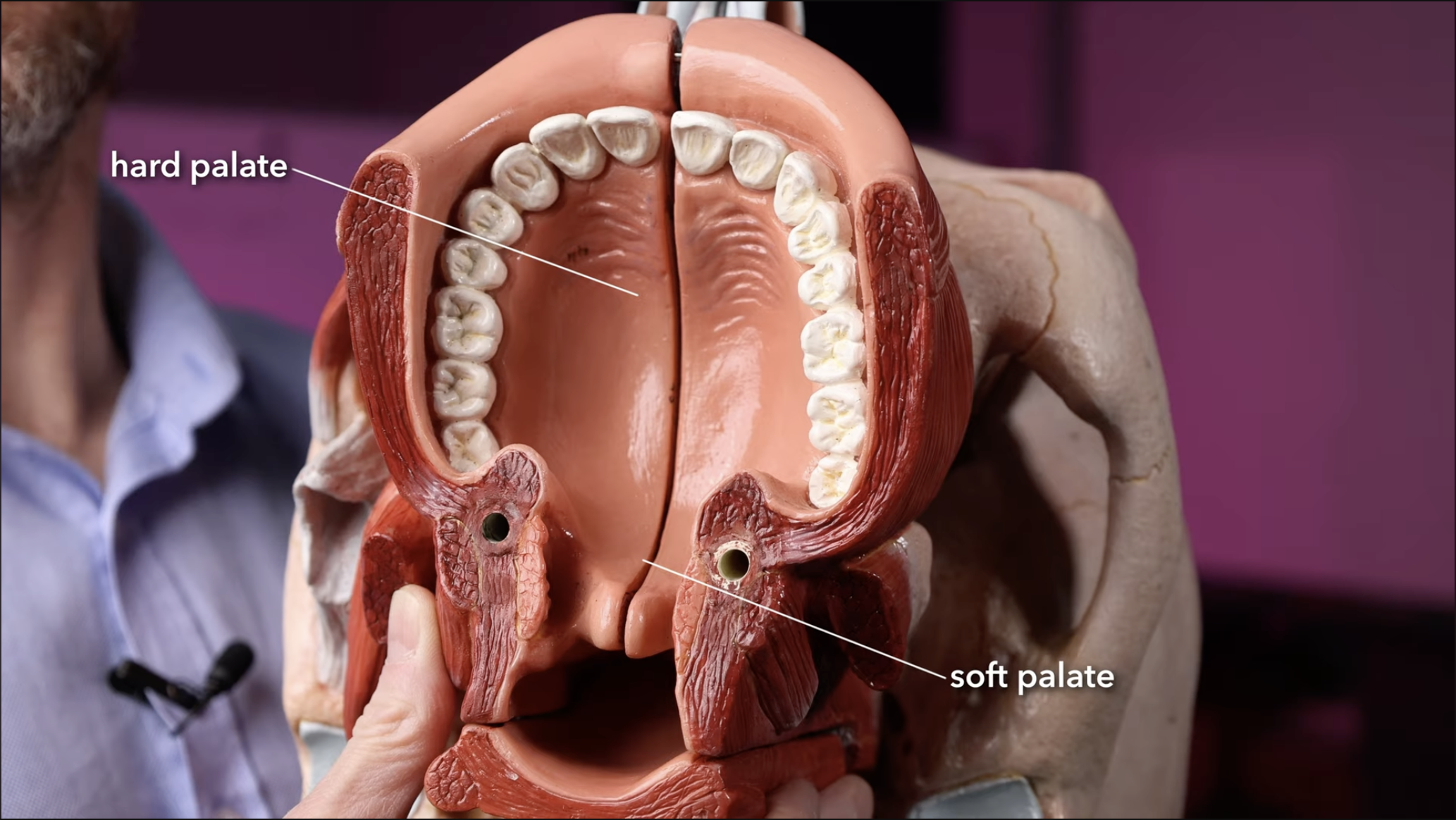 <p>Palate</p><ul><li><p>hard palate</p></li><li><p>Soft palate</p></li></ul><p></p>
