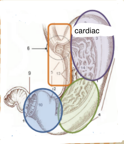 <ul><li><p>found in mammals only</p></li><li><p>columnar epithelium</p></li><li><p>mucus only; no digestive glands</p></li></ul><p></p>