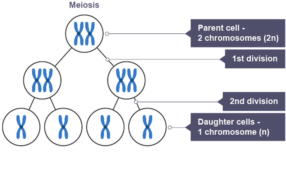 <p>two divisions, produces 4 daughter cells that are genetically different gametes (unique)</p>