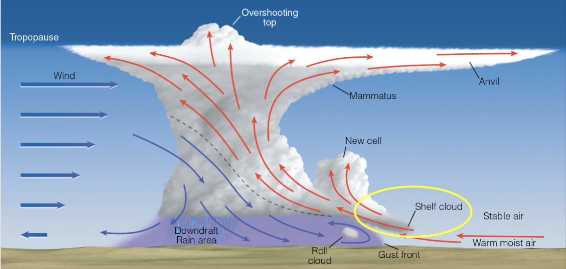 <p>______ ______ (Arcus cloud) may form when warm, moist air rises along the forward edge of the gust front.</p>
