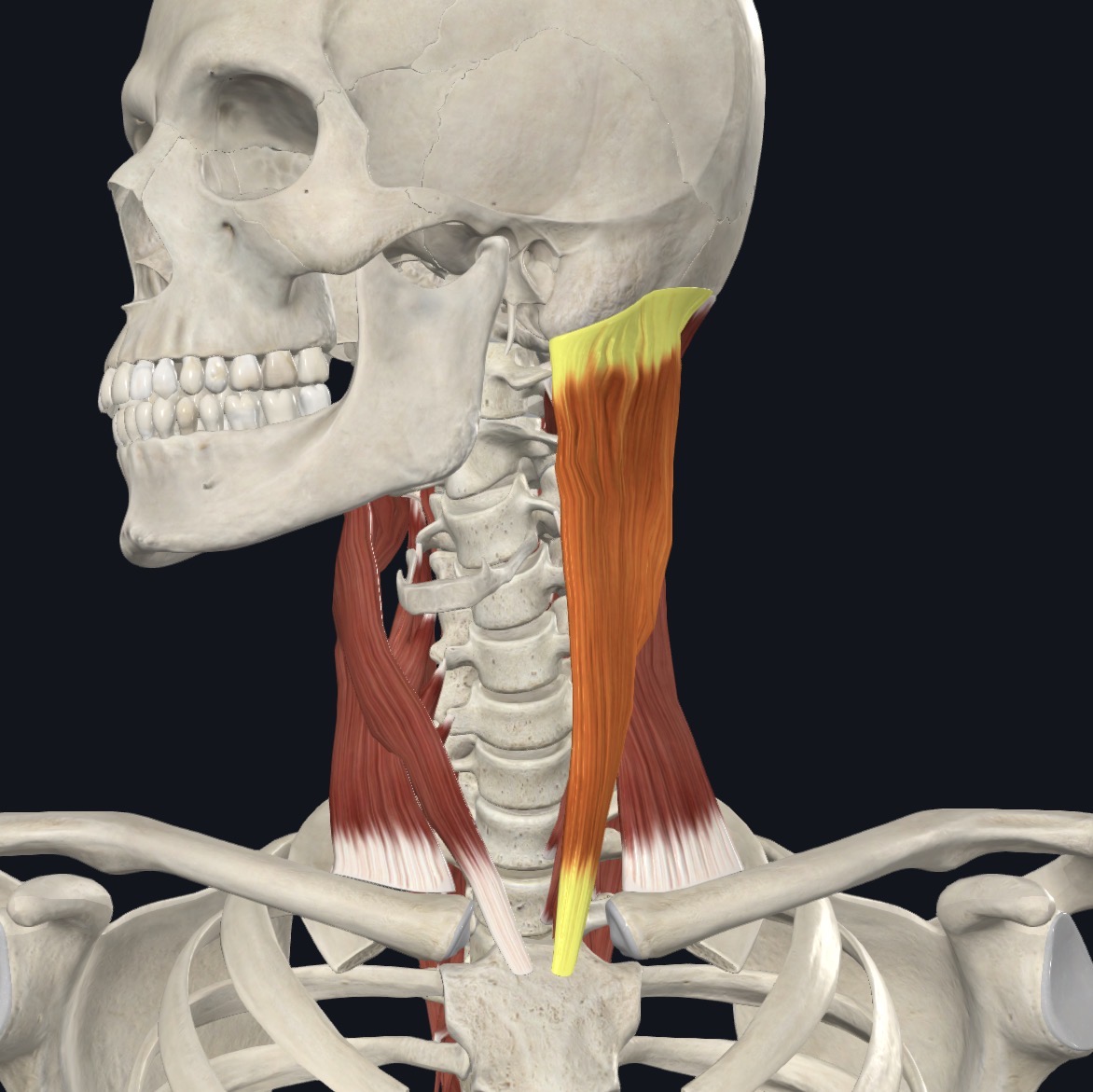 <p>Unilateral: tilts head to same side and rotates it so face is turned superiorly to opposite side</p><p>Bilateral: Extends neck at OA joint, flexes cervical so that chin approaches manubrium, extends superior c/s while flexing inferior vertebrae, with c/s fixed may elevate manubrium and medial ends of clavicles, assiting pump-handle action of deep respiration</p>