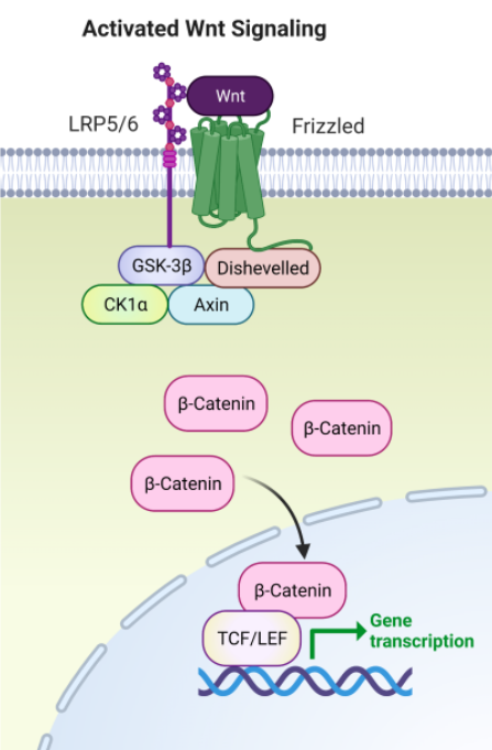 <p>Vía de señalización intracelular que regula procesos celulares incluyendo proliferación, diferenciación y apoptosis, <strong>que vía desempeña un papel clave para autorrenovación y diferenciación de células madre?</strong></p>