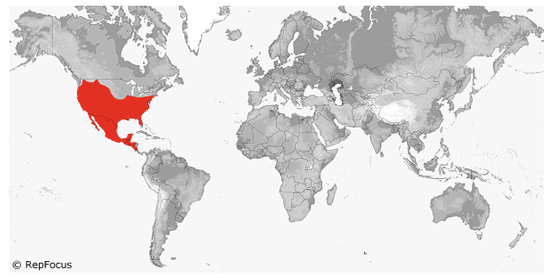 <p>Phrynosomatidae</p>