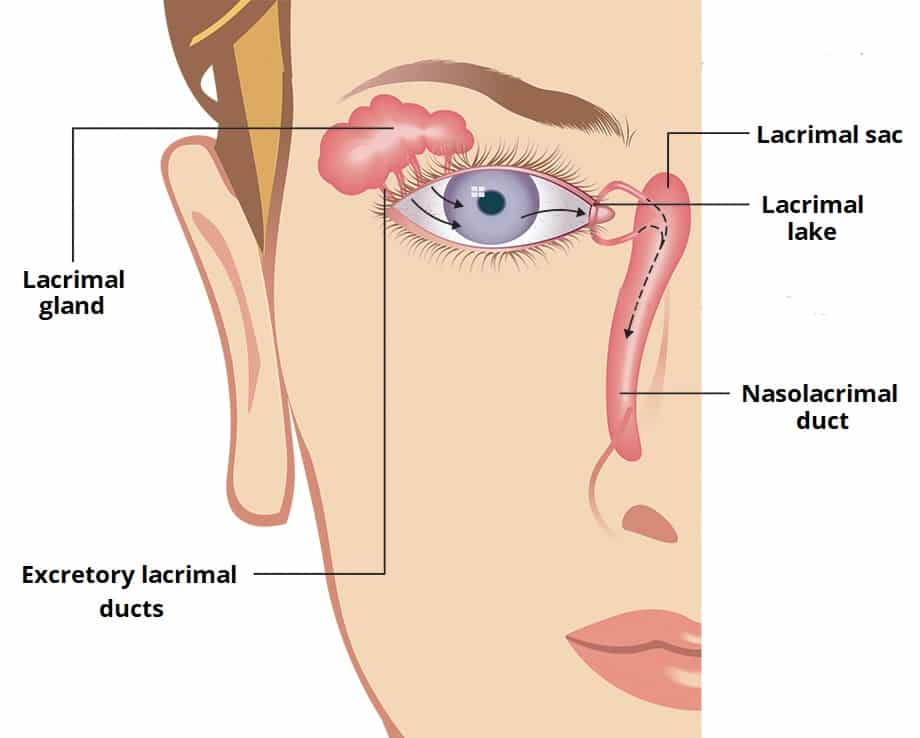<p>drains tears from the lacrimal sac into the nasal cavity</p>