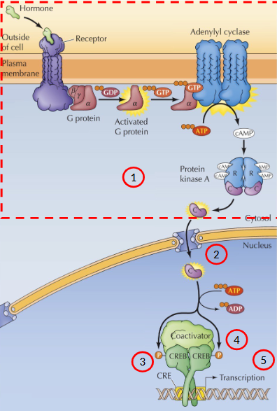 <p>Signal leads to the activation of the catalytic domain of PKA<br>Signal translocates from the cytoplasm to the nucleus</p><p>PKA catalytic subunit the phosphorylates a transcription factor called CRE-binding protein (CREB)</p><p>Co-factor binds CREB</p><p>Transcription of cAMP-inducible genes</p><p><em>cAMP activates specific transcription factors that contain a sequence called the cAMP response element</em></p>