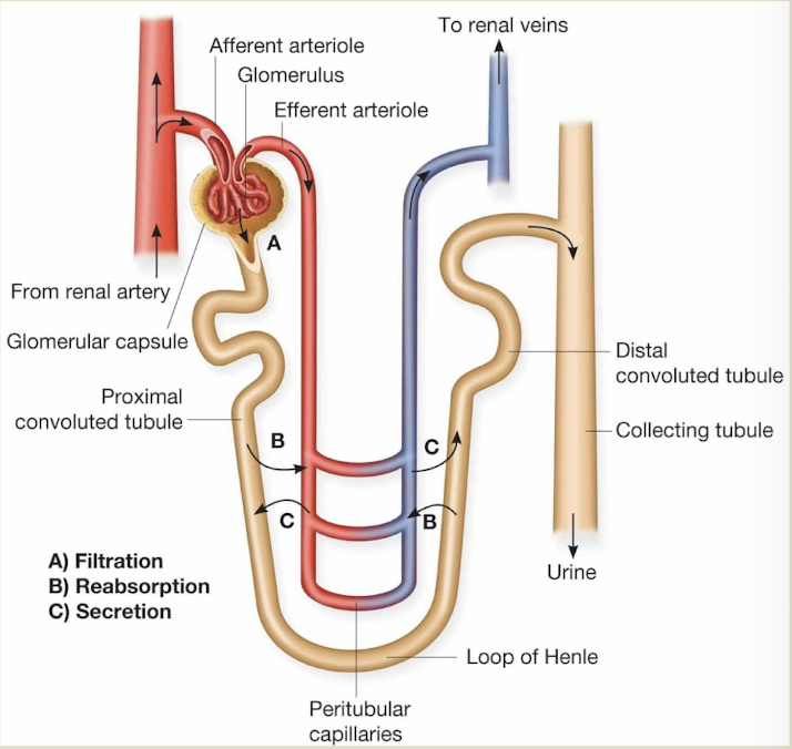 <p>Filtration, reabsorption, and secretion flow</p>
