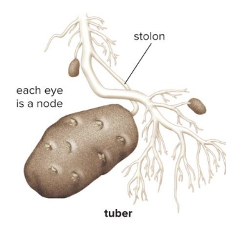<p>Swollen, Fleshy, underground stem that stores food. (Irish potatoes eyes of potato are nodes) </p>