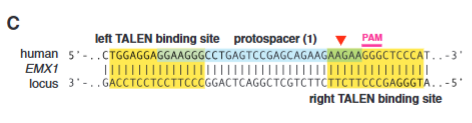<p>Explain fig 3C Cong</p>