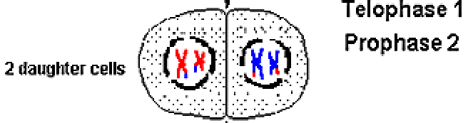 <p>_________I: </p><p>____ daughter cells are formed with each daughter containing only ____</p><p>chromosome of the _______ pair.</p><p></p><p>_____ __, if distinguished at all,</p><p>proceeds immediately. DNA does <strong>not</strong> <strong>replicate</strong> a second time.</p>