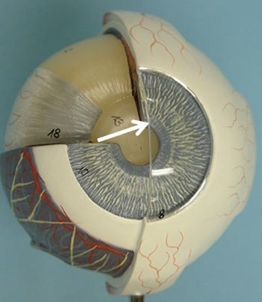 <p>Identify this structure.</p>