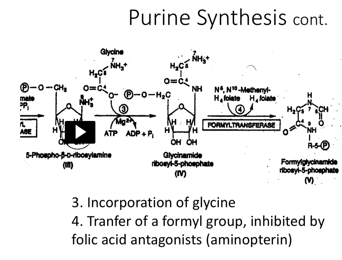 <p><u>Purine Synthesis cont.</u></p><ol start="3"><li><p><strong>5-phospho-ribosylamine </strong>(Glycinamide ribonucleotide synthetase (GAR synthetase)<strong> </strong>→<strong> glycinamide ribosyl-5-phosphate</strong></p></li></ol><p>Incorporation of glycine</p><p><strong>Brings</strong> in <strong>carbon</strong> <strong>from the amino acid glycine</strong>. <strong>Glycine will donate</strong> its <strong>skeleton</strong>, it’s <strong>attached</strong> <strong>to </strong>the <strong>nitrogen</strong> of the <strong>glycosidic bond</strong> and is the <strong>start of the nitrogen base</strong>. <strong>This reaction requires ATP</strong>, this reaction <strong>consumes one phosphate group</strong>. One phosphate group bond, the energy, is used to put glycine in place.</p><ol start="4"><li><p><strong>glycinamide ribosyl-5-phosphate </strong>(<u>Formyl Transferase</u>) → <strong><u>Formyl</u>glycinamide ribosyl-5-phosphate</strong></p></li></ol><p>Formyltransferase = enzyme that transfers a<strong> formyl (–CHO) group,</strong></p><p>Uses: <strong>N¹⁰-formyl-tetrahydrofolate (THF)</strong> as the donor</p><p><strong>Transfer</strong> <strong>of </strong>a <strong>formyl group</strong>, <strong>inhibited by folic acid antagonists</strong> (<strong>aminopterin</strong>)</p><ul><li><p><strong>Folate antagonists</strong> (e.g., aminopterin, methotrexate):</p><ul><li><p>↓ THF</p></li><li><p><span data-name="cross_mark" data-type="emoji">❌</span> Block formyl transfer</p></li><li><p><span data-name="cross_mark" data-type="emoji">❌</span> Stop purine synthesis → ↓ DNA synthesis</p></li></ul></li></ul><p>That’s why they’re used as <strong>anticancer drugs</strong></p><p><strong>Reaction #4</strong> is the<strong> introduction of a formyl group</strong>, derived from<strong> formic acid</strong>. It’s a <strong>one carbon residue</strong>. The <strong>molecule </strong>that usually donates that one carbon units is methyl-tetra-hydryl-folate. This one carbon residue is introduced, this is a place where folic acid antagonists, like aminopterin, will inhibit.</p><p>Remember, we will be encountering a couple of reactions that need tetrahydrofolate, things that will inhibit tetrahydrolfolic, for example, lack of folic acid, or aminopterin will inhibit those specific reactions.</p><p>This is the first time we encounter the donation of the one carbon mioety of the tetrahydrolfolate.</p>