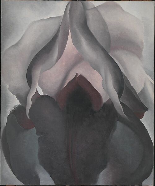 <p>Black Iris</p>